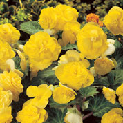 Begnia Multiflora Amarelo